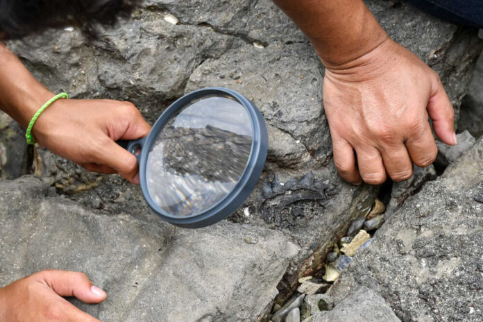Archaeologists,Are,Using,Tools,And,Equipment,To,Explore,Fossils,Found
