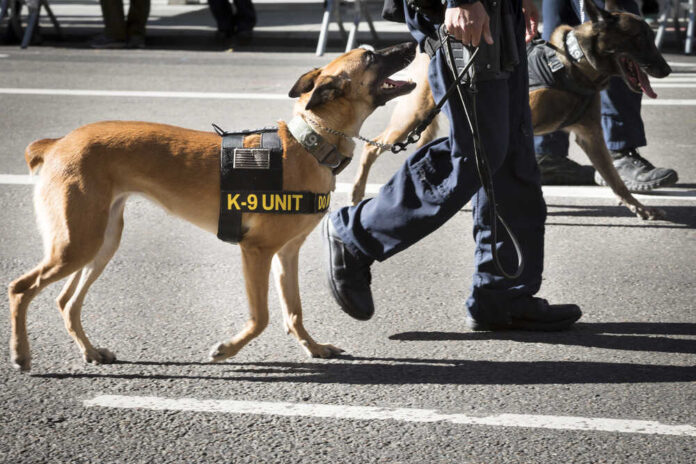 New,York,-,Nov,11,,2016:,Law,Enforcement,K-9,Service