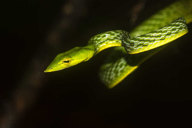 Rare Four-Feet Vine Snake Accidentally Killed By Hikers in Bolivia ...