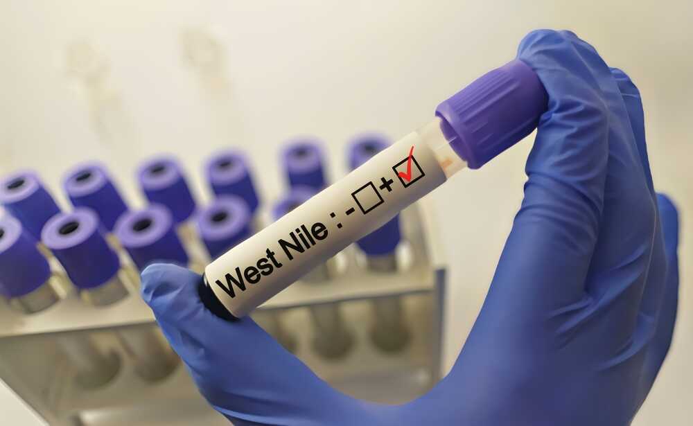Italys West Nile Crisis 32 Cases 2 Deathswhat Can We Learn - 2u21a6b