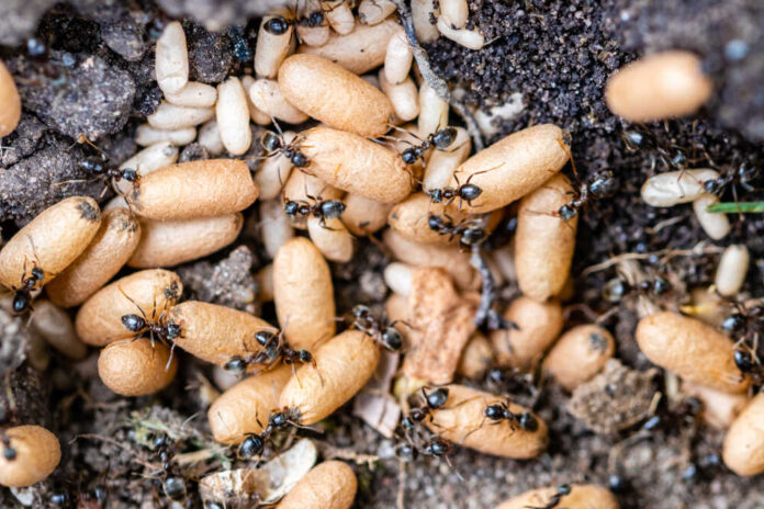 Ants,,Larvae,And,Eggs,In,Extreme,Close,Up