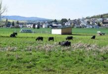 Cows grazing in a green field near houses