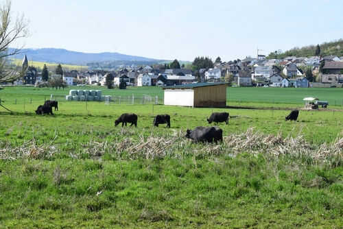 Cows grazing in a green field near houses