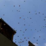 A swarm of bees flying around a beehive against a blue sky