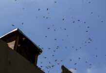 A swarm of bees flying around a beehive against a blue sky