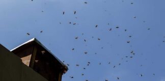 A swarm of bees flying around a beehive against a blue sky