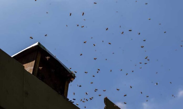 bees swarm_2382982101.jpg A swarm of bees flying around a beehive against a blue sky