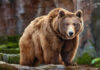Brown bear