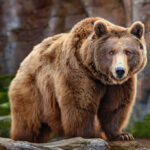 Brown bear