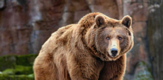 Brown bear
