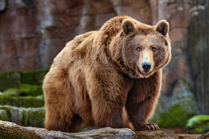 Brown bear