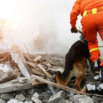 Rescue worker and dog searching rubble debris