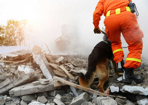 Rescue worker and dog searching rubble debris
