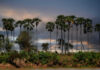 Tall palm trees against a cloudy evening sky