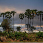 Tall palm trees against a cloudy evening sky