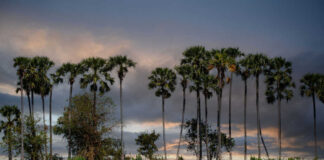 Tall palm trees against a cloudy evening sky
