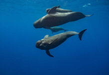 Whale’s Shocking Wrong Turn Ends in Tragedy Whale