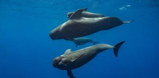 Whale