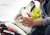 Person affectionately petting a white service dog