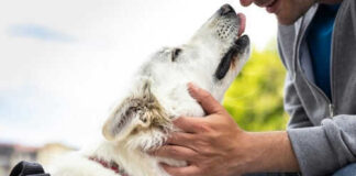 Person affectionately petting a white service dog