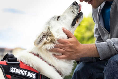 Person affectionately petting a white service dog