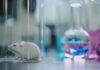 White mouse in glass next to colorful beakers