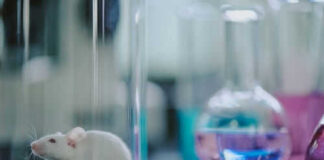 White mouse in glass next to colorful beakers