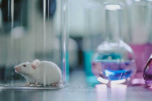 White mouse in glass next to colorful beakers