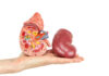 Human hand holding a kidney model crosssection