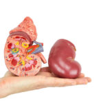 Human hand holding a kidney model crosssection