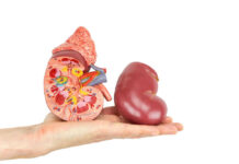 Human hand holding a kidney model crosssection