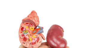 Human hand holding a kidney model crosssection