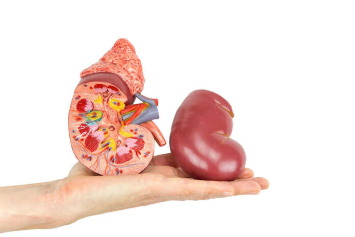 Human hand holding a kidney model crosssection