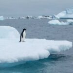 A penguin standing on a floating ice shelf in the ocean