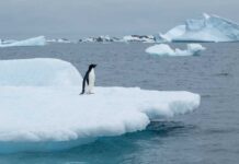 Antarctica’s Ice Loss: Underwater Melting Dominates A penguin standing on a floating ice shelf in the ocean