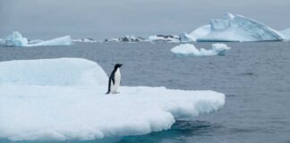 A penguin standing on a floating ice shelf in the ocean