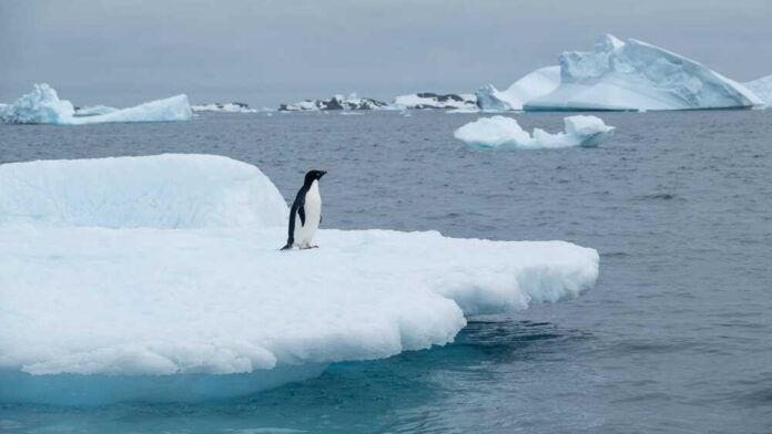 shutterstock_2648871449 (1).jpg A penguin standing on a floating ice shelf in the ocean