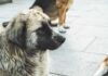 Harlem Dog Brawl Sparks Media Frenzy A close-up of a dog with a thick coat sitting on a pavement