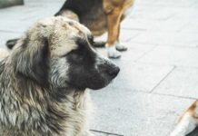 Harlem Dog Brawl Sparks Media Frenzy A close-up of a dog with a thick coat sitting on a pavement