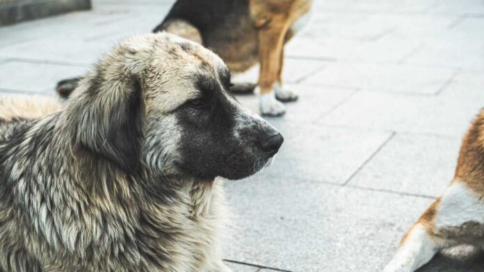 Stray,Dogs,On,The,Streets,Of,Tbilisi,,Georgia A close-up of a dog with a thick coat sitting on a pavement