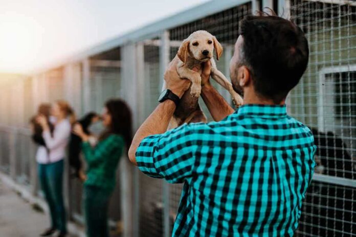shutterstock_1826554397-5 Man holding a puppy at an animal shelter