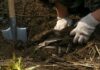 Hands in gloves digging in soil near a shovel