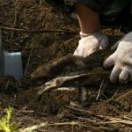 Hands in gloves digging in soil near a shovel