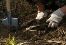 Hands in gloves digging in soil near a shovel