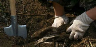Hands in gloves digging in soil near a shovel