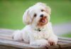 Small white fluffy dog lying on a wooden bench outdoors