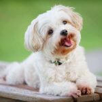 Small white fluffy dog lying on a wooden bench outdoors