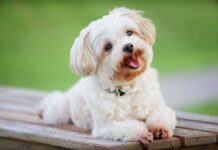 Small white fluffy dog lying on a wooden bench outdoors