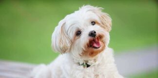 Small white fluffy dog lying on a wooden bench outdoors