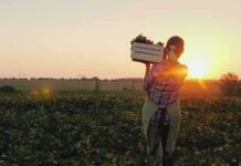 Weed Whacker vs. Knife – Guess Who Ran Farmer carrying a crate of vegetables at sunset in a field